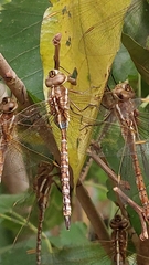 Rhionaeschna bonariensis