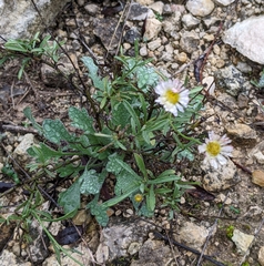 Erigeron modestus