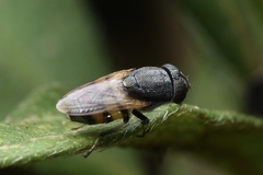 Stomorhina