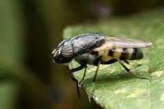 Stomorhina