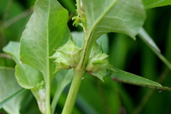 Rumex hypogaeus
