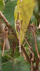 Rhionaeschna bonariensis