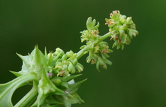 Rumex hypogaeus