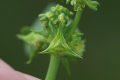Rumex hypogaeus
