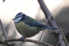 Cyanistes caeruleus