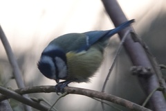 Cyanistes caeruleus