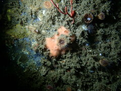 Clathria microjoanna