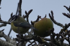 Cyanistes caeruleus