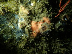 Clathria microjoanna