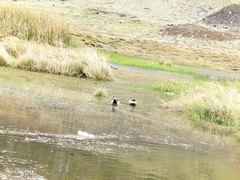 Lophonetta specularioides