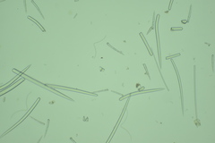 Clathria microjoanna