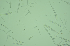 Clathria microjoanna