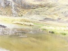 Lophonetta specularioides