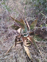 Aloe striata