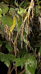 Rhionaeschna bonariensis