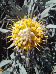 Leucospermum rodolentum