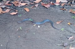 Dieurostus dussumieri