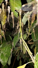 Rhionaeschna bonariensis