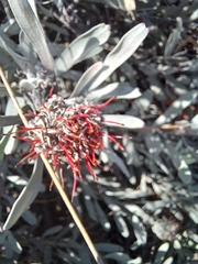 Leucospermum rodolentum