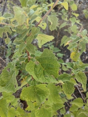 Zaluzania montagnifolia