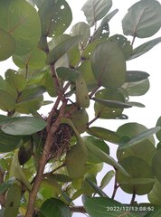 Lonchura leucogastroides