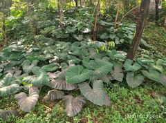 Xanthosoma sagittifolium