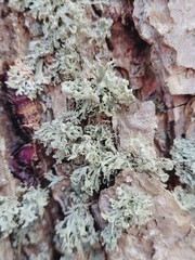 Ramalina labiosorediata