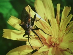Empidoidea