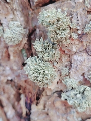 Ramalina labiosorediata