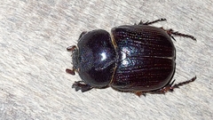 Dynastinae