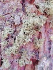 Ramalina labiosorediata