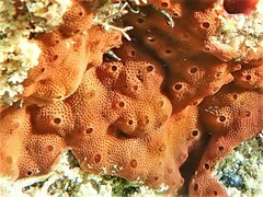 Aplousobranchia