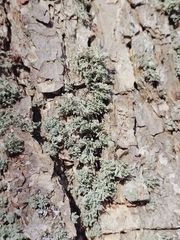 Ramalina labiosorediata