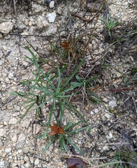 Oenothera berlandieri