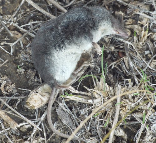 Mediterranean Water Shrew (Neomys milleri)