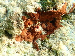 Aplousobranchia