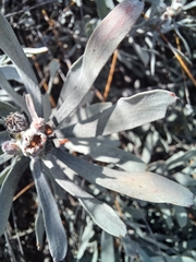 Leucospermum rodolentum