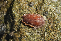 Geitodoris planata