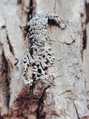 Physconia subpallida