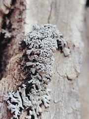 Physconia subpallida