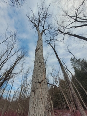 Physconia subpallida