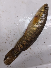 Umbra limi