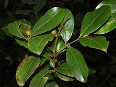 Acokanthera schimperi