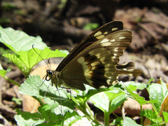 Papilio phorcas