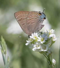 Satyrium caryaevorus