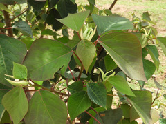 Homalanthus populifolius