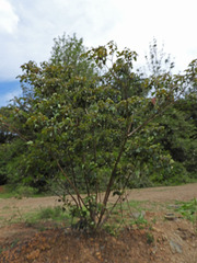 Homalanthus populifolius