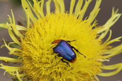Leucocelis amethystina