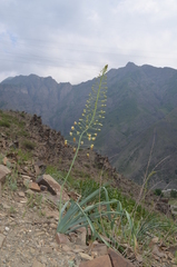 Eremurus czatkalicus