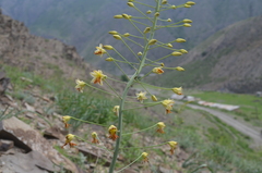 Eremurus czatkalicus